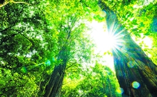 Rừng Thông Núi Voi - Điểm du lịch sinh thái mới giữa lòng Đà Lạt