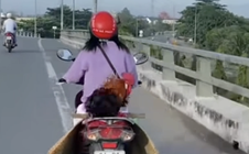 Dân mạng "phát sốt" với clip cô gái chở con gà trống phía sau yên xe máy