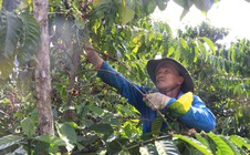 Chìa khóa phát triển bền vững ngành cà phê