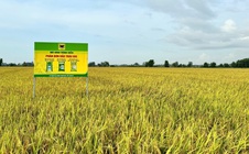 Giải mã cặp đôi “Bio và Canxi” – chìa khóa cho canh tác lúa bền vững ở ĐBSCL