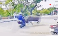 VIDEO: Trâu "điên" truy sát người phụ nữ đi xe máy trên đường