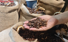Giá cà phê hôm nay 17-7: Quay đầu tăng nhưng tương lai có thể chỉ 80.000 đồng/kg
