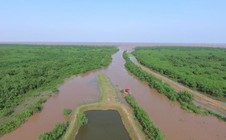 Trồng cây gây rừng lấn biển