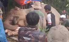Voi cái Bắk Khăm bị thủng bụng, chết trong rừng