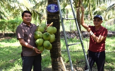 Cây dừa "lên đời"
