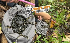 Xôn xao clip một TikToker phóng sinh bầy rắn hổ mang chúa mới nở