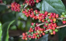 Giá cà phê hôm nay 19-8: Robusta thụt lùi, thị trường Trung Quốc ra sao?