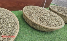Giá cà phê hôm nay 5-8: Sắp vượt 100.000 đồng/kg, xuất khẩu lập kỷ lục