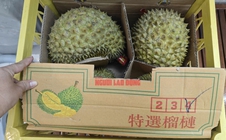 Sầu riêng quay đầu từ Trung Quốc sẽ phải kiểm vàng O trước khi tiêu thụ