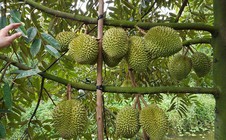 Ban hành quy trình kiểm soát sầu riêng tươi xuất khẩu