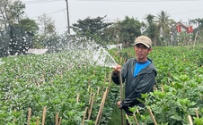 Người trồng hoa Tết xứ Huế: "Trời vẫn thương chúng tôi"