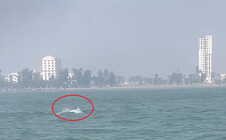 VIDEO: Đàn cá heo trắng "nhảy múa" ở biển Sầm Sơn