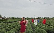 Hoa Tết “bùng nổ” trên TikTok Shop