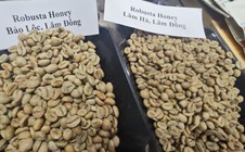Giá cà phê hôm nay 22-1: Robusta bất ngờ tăng 3 con số