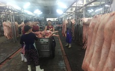 Giá heo hơi hôm nay, 26-1: Giá heo ở chợ đầu mối tiếp tục tăng