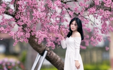 Cây mai anh đào "siêu hot" ở Đà Lạt, hàng trăm người chờ check-in mỗi ngày