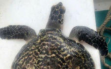 Con vật quý hiếm bất ngờ nằm trong lưới ngư dân Đà Nẵng