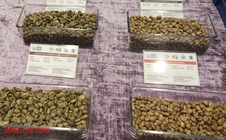 Giá cà phê hôm nay 31-1: Giảm đồng loạt, xuất khẩu khả quan