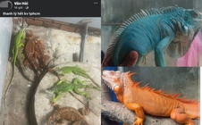 Vỡ mộng thú chơi rồng Nam Mỹ