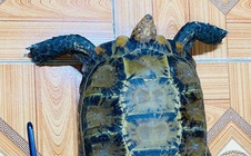 Bắt được rùa núi viền quý hiếm giữa ruộng, người dân lập tức giao nộp