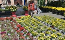 VIDEO: Hoa, kiểng Tết giá bình dân hút khách tại miền Tây