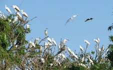 Kỳ bí Đảo Cò - "vương quốc" của hơn 20.000 chim trời