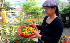 Cuộc thi "Tết xanh": Mứt quật nhà làm - hương Tết xanh còn mãi