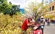 Chợ hoa Tết TPHCM: Không gian văn hoá xuân