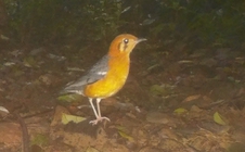 Loạt chim quý vừa mới phát hiện ở Quảng Trị