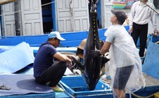 Cá ngừ đại dương và những chuyến biển bạc tỉ