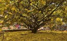 CLIP: Cây mai vàng tán khổng lồ, bung nở rực rỡ nổi tiếng ở Đồng Nai