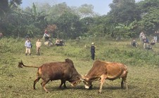 Ngày xuân, lên lưng chừng núi xem người Mông chọi bò