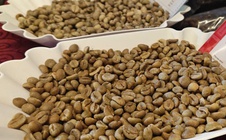 Giá cà phê hôm nay 25-2: Quay đầu tăng mạnh, chưa đến lúc lo thừa cung