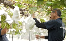 Nho Shine Muscat tỉnh Yamanashi quảng bá tại Việt Nam