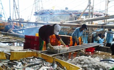 Lâm Đồng kiểm soát chặt 100% tàu cá ra vào cảng