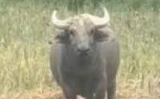 Xuất hiện con trâu hung dữ, húc 2 người bị thương