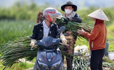 Hoa Lâm Đồng khoe sắc, rộn ràng