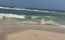 Xác cá voi "khủng" dạt vào bờ biển Quảng Trị