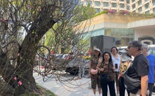 Đào cổ thụ giá trăm triệu hút khách ở chợ hoa TPHCM