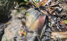 Phát hiện bộ xương người trong bìa rừng ở Măng Đen