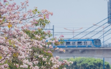 VIDEO: Con đường hoa kèn hồng lãng mạn tại TPHCM