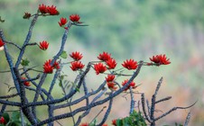 Tháng 3, giới trẻ đổ về núi Bà Đen “săn” ảnh hoa vông nem đỏ rực