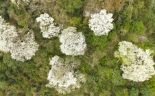 VIDEO: Ngây ngất với loài hoa nở trắng rừng xứ Thanh