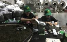 Một lần tới thăm bảo tàng trà ở phố ngàn hoa