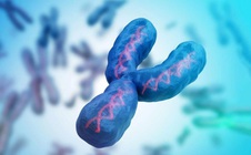 Nam giới đang mất dần nhiễm sắc thể Y