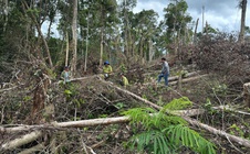 RỪNG VẪN "CHẢY MÁU" (*): Siết quản lý, bám sát địa bàn