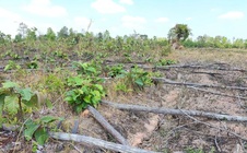 Khởi tố vụ hủy hoại 8 ha rừng tại khu vực biên giới Gia Lai