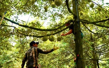 Gõ sầu riêng kiếm tiền triệu