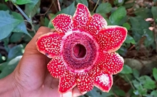 Phát hiện loài hoa quý hiếm Địa nhãn Himalaya trong rừng Phong Nha - Kẻ Bàng