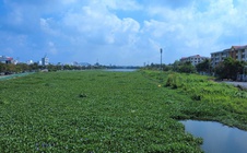 CLIP: Hồ Búng Xáng ở Cần Thơ cải tạo hơn 220 tỉ đồng nhưng vẫn ô nhiễm trầm trọng